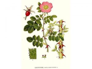 olio rosa mosqueta immagine della rosa mosqueta