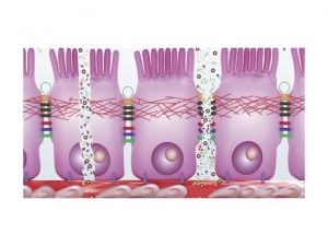 intestino e sistema immunitario intestino e sistema immunitario