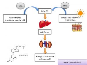 forme della vitamina d