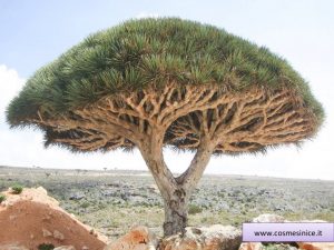 albero da cui si estrae il sangue di drago