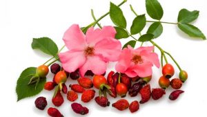 fiori e bacche di rosa canina