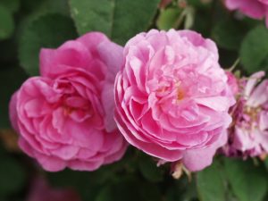 rosa in cosmesi