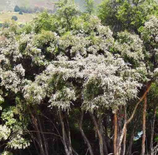 manuka