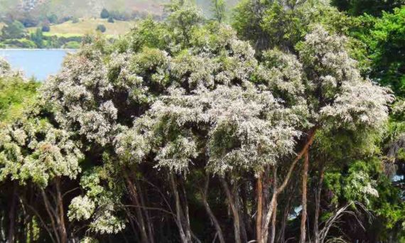 manuka